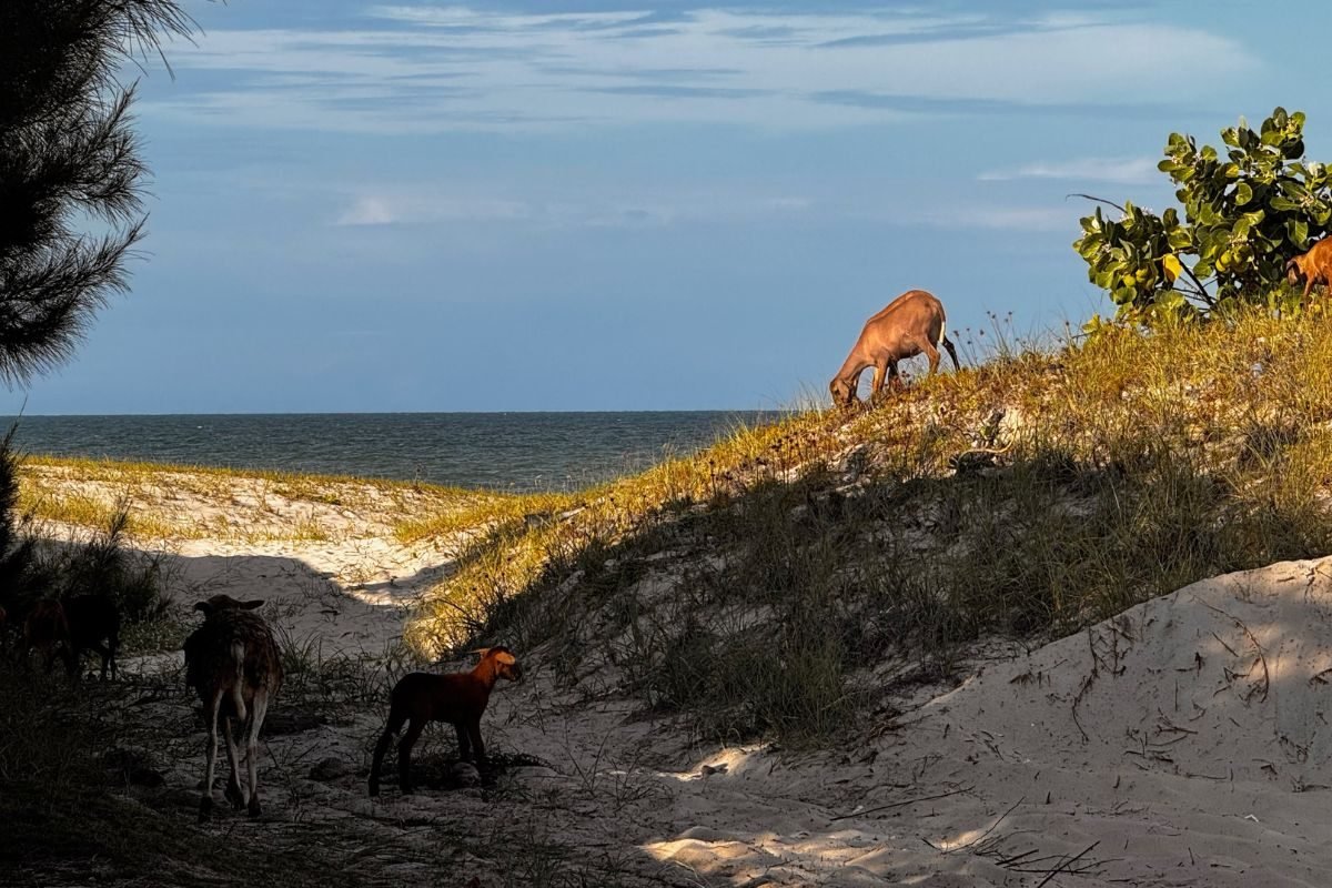 Rebanho de ovelhas pastando livremente